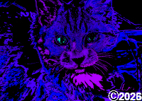purple and blue cat