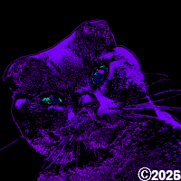 purple kitty cat