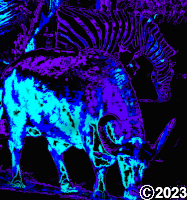 water buffelo picture