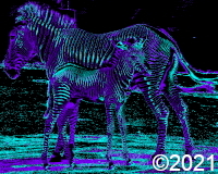zebra