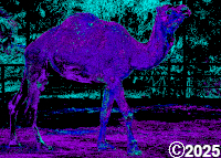 purple camel