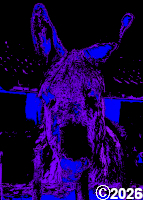 blue and purple donkey picture