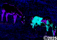 purple and blue horses grazing