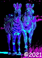 zebra