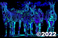 zebra