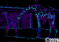 Colorful Giraffes