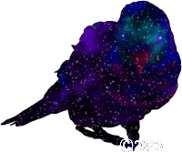 Starry Birdy