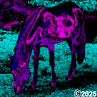 purple horse grazing