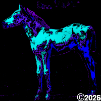 horse picture