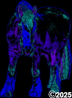 purple horse picture