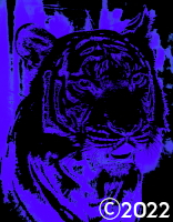 tiger