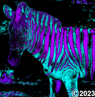 zebra