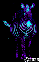 zebra
