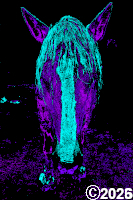 Purple and Blue Horse Face