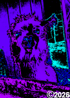 purple animal