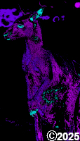 Purple Kangaroo