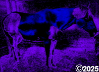 blue and purple horse