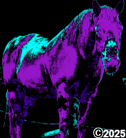 purple horse
