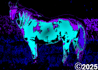 Horse Picture