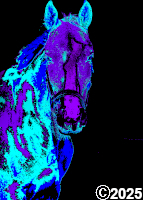 blue and purple horse picture