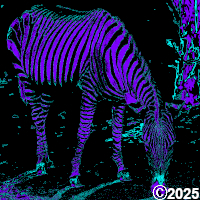 zebra