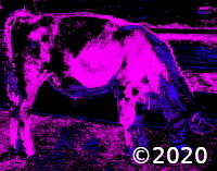 cow