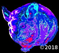 fuzzy little critter