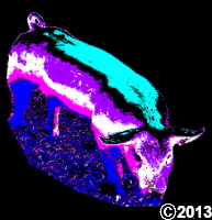 colorful pig