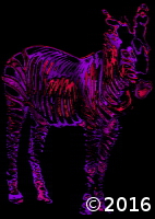 Pink Striped Zebra