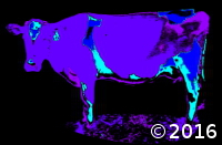 Purple Cow