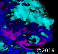 abstract animal face