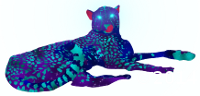Cheeta